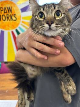 Joy -  Domestic Long Hair Cat for Adoption in Thousand Oaks, California - Joy | PetCurious