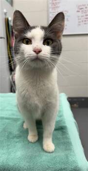 VIDA BOHEME -  Domestic Short Hair Cat Available for Adoption in Peoria, Illinois - VIDA BOHEME | PetCurious