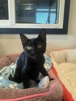 Sandy -  Domestic Short Hair Cat for Adoption in Newberg, Oregon - Sandy | PetCurious