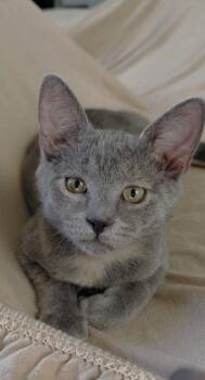 Eyore -  Domestic Short Hair and Tortoiseshell Cat for Adoption in Dublin, Ohio - Eyore | PetCurious