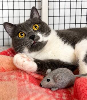 Tommy -  Domestic Short Hair Cat for Adoption in Trenton, New Jersey - Tommy | PetCurious