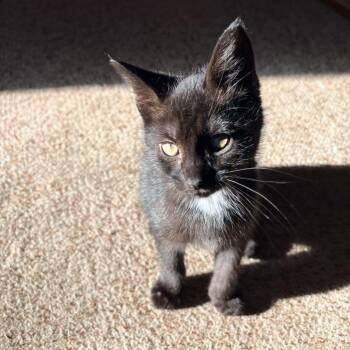 26-241 Raisin -  Domestic Short Hair Cat for Adoption in North Branford, Connecticut - 26-241 Raisin | PetCurious