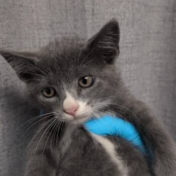 Quail Egg -  Domestic Short Hair Cat for Adoption in Hattiesburg, Mississippi - Quail Egg | PetCurious