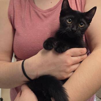 Ruby -  Domestic Short Hair Cat for Adoption in Warwick, Rhode Island - Ruby | PetCurious