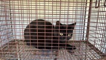 Domestic Short Hair Cats Available for Adoption - A651489 | PetCurious