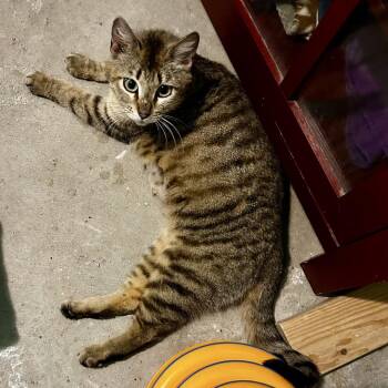 Nala -  Domestic Short Hair Cat for Adoption in Moses Lake, Washington - Nala | PetCurious