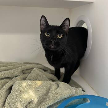 Vinny & Paulie (Bonded) -  Domestic Short Hair Cat for Adoption in La Grange Park, Illinois - Vinny & Paulie (Bonded) | PetCurious