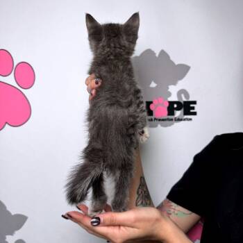 Poncho -  Domestic Medium Hair and Domestic Short Hair Cat for Adoption in Milton, Florida - Poncho | PetCurious