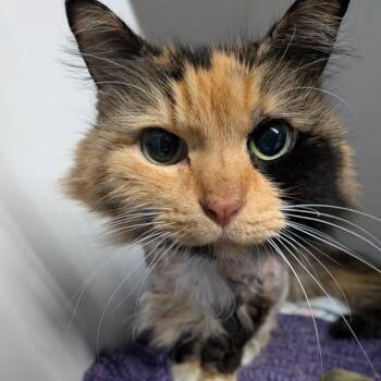 Cider -  Domestic Long Hair Cat for Adoption in Dearborn, Michigan - Cider | PetCurious