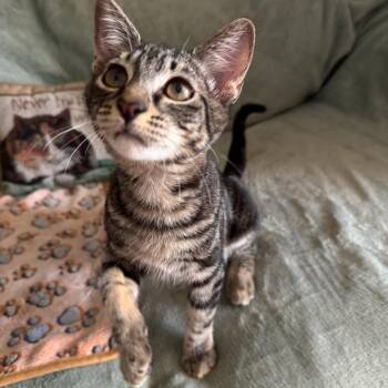 Rescue Domestic Short Hair Cats for Adoption in Boca Raton, Florida - Romeo & Dobby BONDED | PetCurious