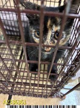 CLARA -  Domestic Short Hair Cat for Adoption in West Palm Beach, Florida - CLARA | PetCurious