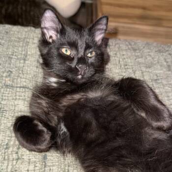 Rescue Domestic Short Hair Cats for Adoption in Troy, Illinois - Crush | PetCurious