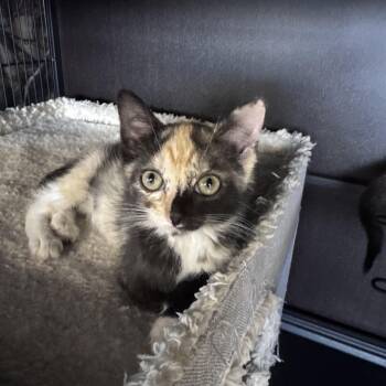 Mackenzie -  Domestic Short Hair Cat for Adoption in Midland, Michigan - Mackenzie | PetCurious