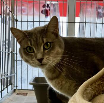 Ellis -  Domestic Short Hair Cat for Adoption in Parma, Ohio - Ellis | PetCurious