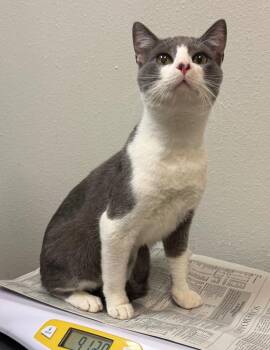 Domestic Short Hair Cats Available for Adoption - Mik | PetCurious