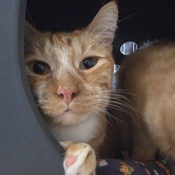 Garfield -  Domestic Short Hair Cat for Adoption in Oshkosh, Wisconsin - Garfield | PetCurious