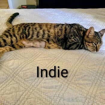 Indie @Paws and Purrs -  Domestic Short Hair Cat for Adoption in Carmel, Indiana - Indie @Paws And Purrs | PetCurious