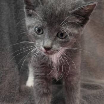 Daultry C11858 -  Domestic Short Hair Cat for Adoption - Daultry C11858 | PetCurious