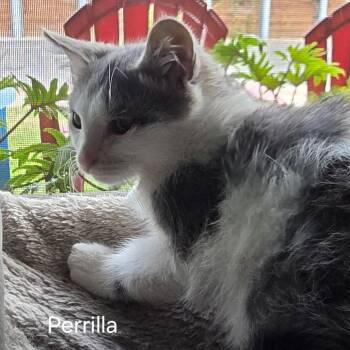 Perilla -  Domestic Short Hair Cat for Adoption in Long Beach, California - Perilla | PetCurious