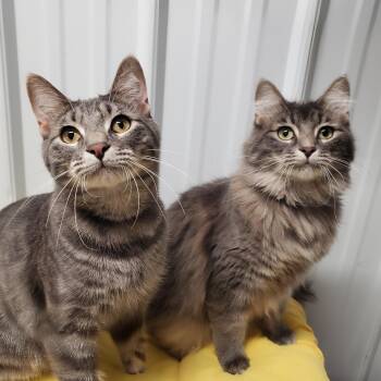 Domestic Medium Hair Cats Available for Adoption in Marseilles, Illinois - Buzz & Honeysuckle | PetCurious