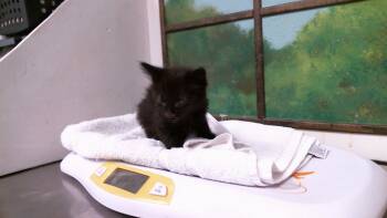 PIP -  Domestic Medium Hair and Domestic Short Hair Cat for Adoption in Houston, Texas - PIP | PetCurious