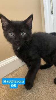 Domestic Short Hair Cats Available for Adoption in Clarksville, Tennessee - Maccheroni | PetCurious