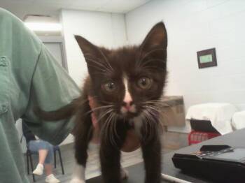 LUMEN -  Domestic Short Hair Cat for Adoption in Charlotte, North Carolina - LUMEN | PetCurious