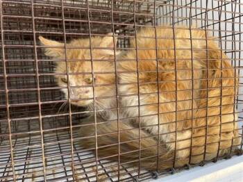 Domestic Medium Hair Cats Available for Adoption in Houston, Texas - A656675 | PetCurious