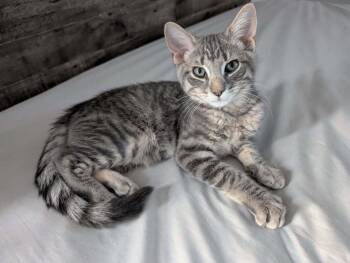 Rescue Domestic Short Hair Cats for Adoption in Mount Laurel Township, New Jersey - Parchisi Branch | PetCurious