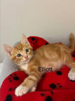 Elliott -  Domestic Short Hair Cat for Adoption in Darien, Georgia - Elliott | PetCurious