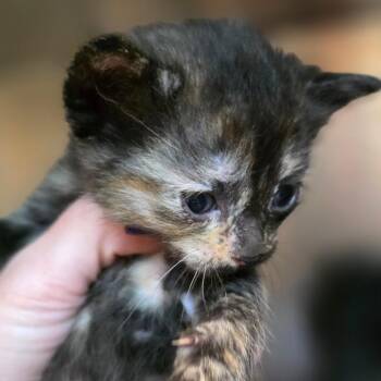 Duchess -  Domestic Short Hair Cat Available for Adoption in Buellton, California - Duchess | PetCurious