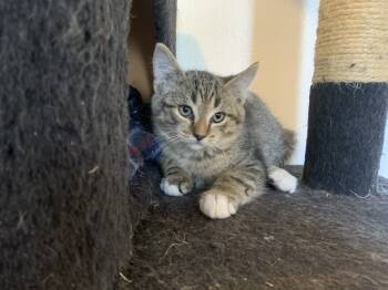 Rescue Domestic Short Hair Cats for Adoption in Los Lunas, New Mexico - Pierres Flower | PetCurious