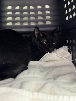 Domestic Short Hair Cats Available for Adoption in Saint Paul, Minnesota - Kevin | PetCurious
