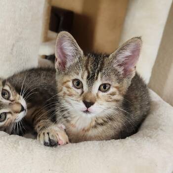 Pallas Athena (caliby) -  Domestic Short Hair Cat for Adoption in Allen, Texas - Pallas Athena (caliby) | PetCurious