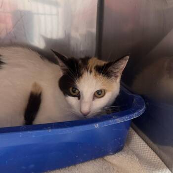 Sasa -  Domestic Short Hair Cat for Adoption in Starkville, Mississippi - Sasa | PetCurious