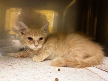 HOTTO* -  Domestic Medium Hair Cat for Adoption in Santa Cruz, California - HOTTO* | PetCurious