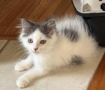 Benjamin -  Domestic Long Hair Cat for Adoption in Beckley, West Virginia - Benjamin | PetCurious
