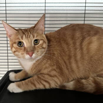 Rescue Domestic Short Hair Cats for Adoption in Dallas, Texas - Appa | PetCurious