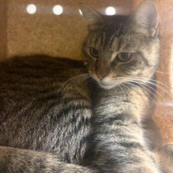 Mars -  Domestic Short Hair Cat for Adoption in Reno, Nevada - Mars | PetCurious