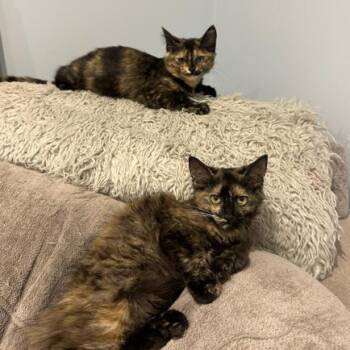 Jojo -  Domestic Long Hair Cat for Adoption in Hopkinton, Massachusetts - Jojo | PetCurious