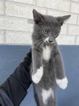 GREEN -  Domestic Short Hair Cat for Adoption in Houston, Texas - GREEN | PetCurious