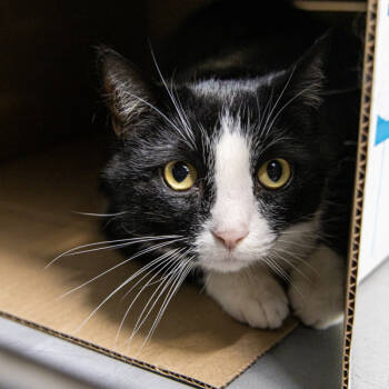 Rescue Domestic Short Hair Cats for Adoption in Des Moines, Iowa - Astro -- Bonded Buddy With Gemini | PetCurious