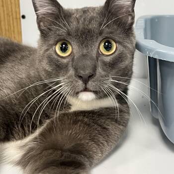Domestic Short Hair Cats Available for Adoption - Izzy | PetCurious