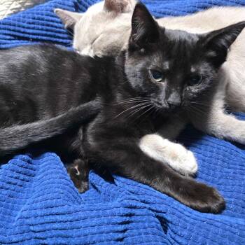 Spot -  Domestic Medium Hair Cat for Adoption in Valdosta, Georgia - Spot | PetCurious