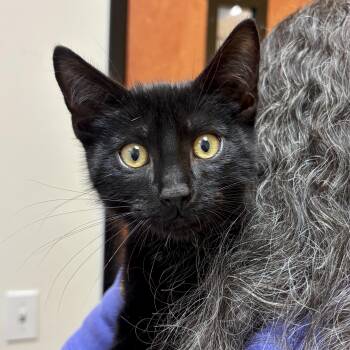 Rescue Domestic Short Hair Cats for Adoption in Sonora, California - Pepper Purrkins | PetCurious