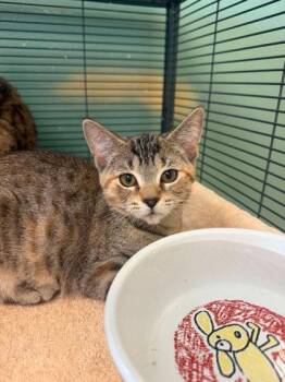 Arlene -  Domestic Short Hair Cat for Adoption in Waupaca, Wisconsin - Arlene | PetCurious