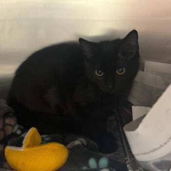 Maya -  Domestic Short Hair Cat for Adoption in Charlottesville, Virginia - Maya | PetCurious