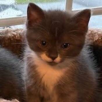 NCI5581 Periwinkle -  Domestic Short Hair Cat for Adoption in Port Washington, New York - NCI5581 Periwinkle | PetCurious