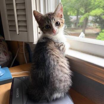 Domestic Short Hair Cats Available for Adoption in Fayetteville, Georgia - Mushu | PetCurious
