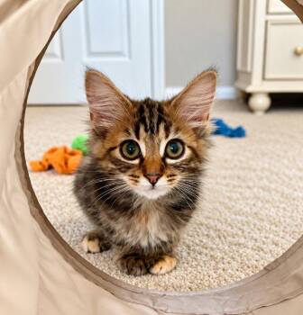 Piper -  Tortoiseshell Cat for Adoption in Knoxville, Tennessee - Piper | PetCurious